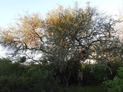 Neltuma nigra, photographed by Eduardo Luis Beltrocco