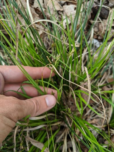 Carex nigromarginata, photographed by Nathan Aaron