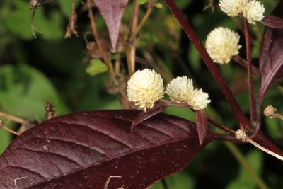 Alternanthera brasiliana, photographed by Judy Gallagher