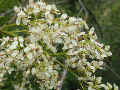 Fraxinus dipetala