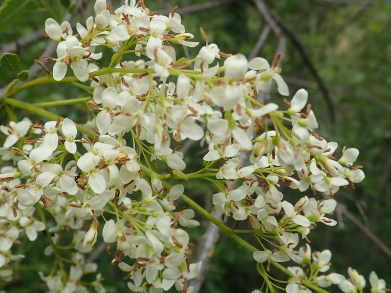 Fraxinus dipetala, photographed by joergmlpts