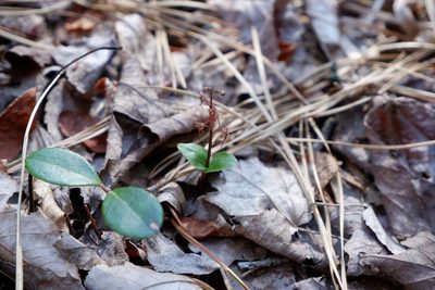 Neottia bifolia, photographed by Bonnie Semmling