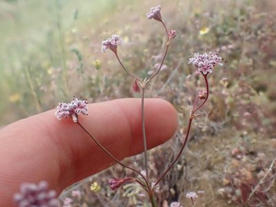 Eriogonum argillosum, photographed by Trevor Van Loon