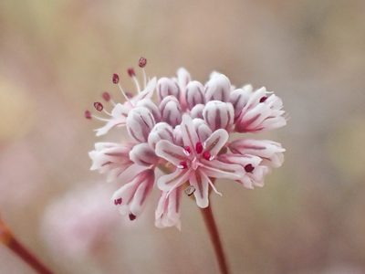 Eriogonum argillosum, photographed by Trevor Van Loon