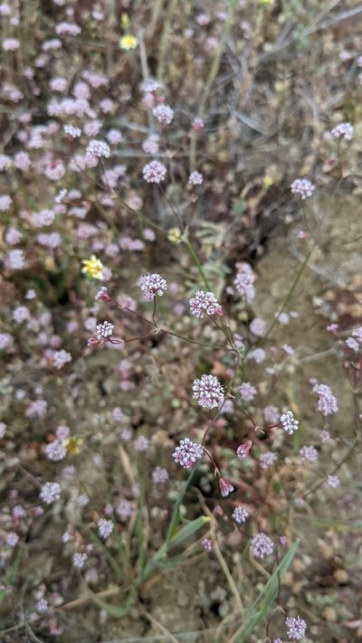 Eriogonum argillosum, photographed by Trevor Van Loon