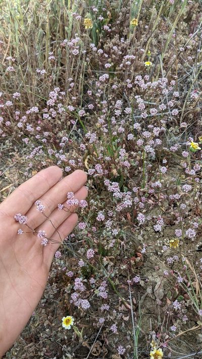 Eriogonum argillosum, photographed by Trevor Van Loon