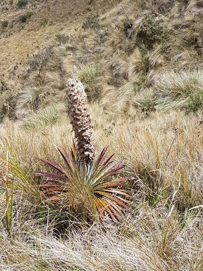 Puya clava-herculis, photographed by Michael Bakker Paiva