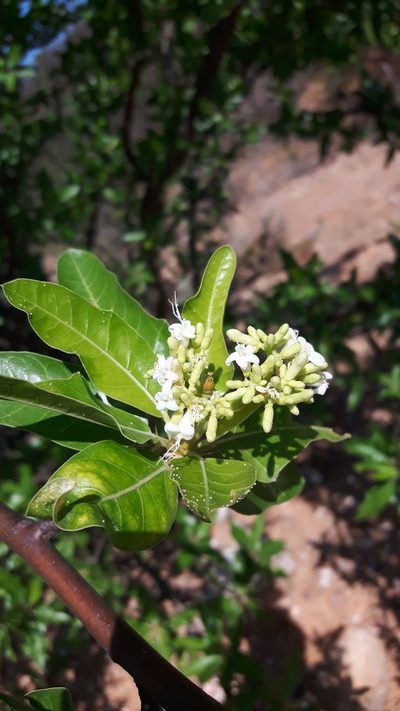 Cnidoscolus quercifolius, photographed by Arlucio C. Ribeiro Filho