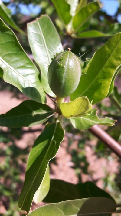 Cnidoscolus quercifolius, photographed by Arlucio C. Ribeiro Filho