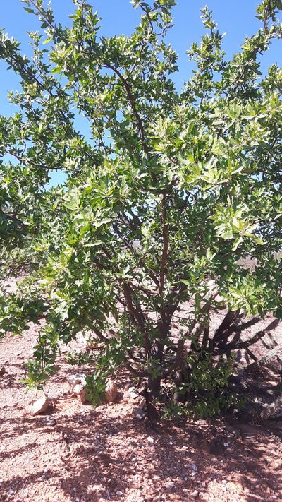 Cnidoscolus quercifolius, photographed by Arlucio C. Ribeiro Filho
