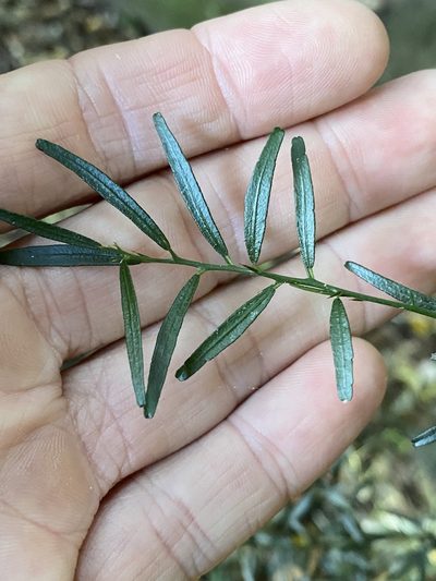 Citrus australis, photographed by Greg Tasney