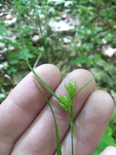 Carex corrugata, photographed by Will McFarland