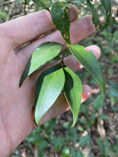 Jasminum jenniae, photographed by Greg Tasney