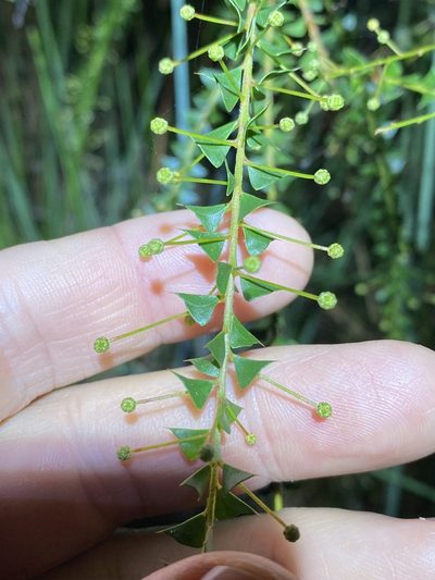Acacia hubbardiana, photographed by Greg Tasney