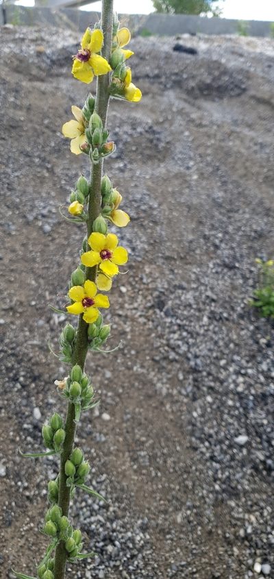 Verbascum rotundifolium, photographed by Mehdi Chetibi