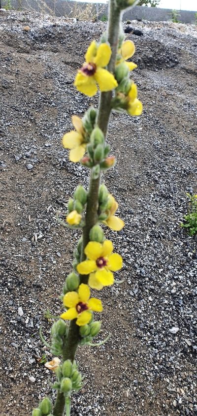 Verbascum rotundifolium, photographed by Mehdi Chetibi