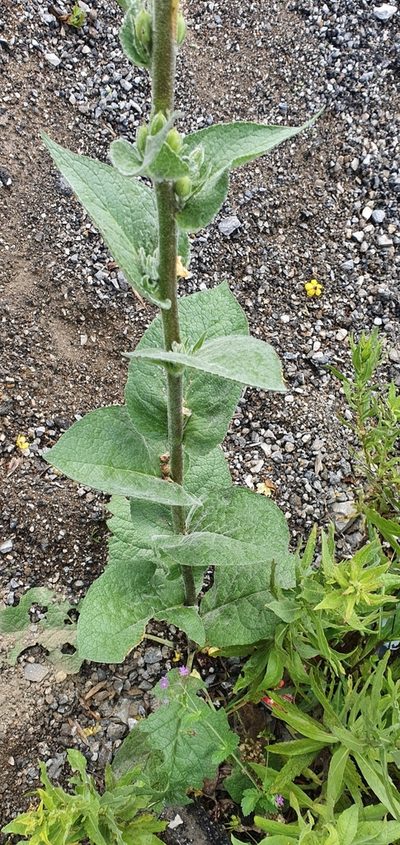 Verbascum rotundifolium, photographed by Mehdi Chetibi