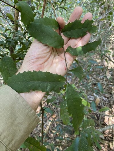 Cupaniopsis serrata, photographed by Greg Tasney