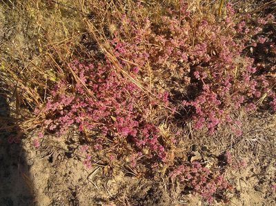 Chorizanthe pungens, photographed by larryfoard