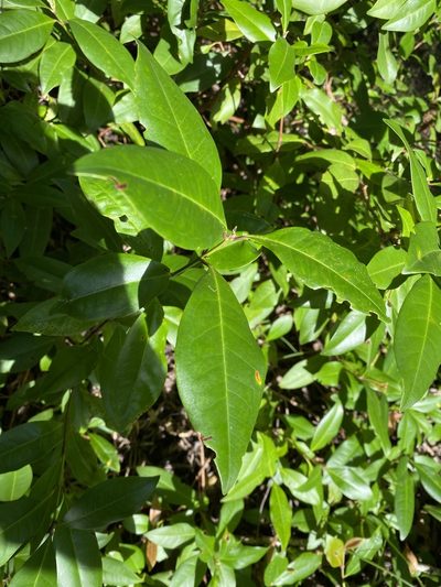 Backhousia subargentea, photographed by Greg Tasney