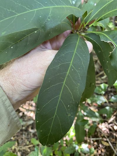 Pleioluma queenslandica, photographed by Greg Tasney