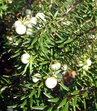 Leptecophylla robusta, photographed by Peter de Lange