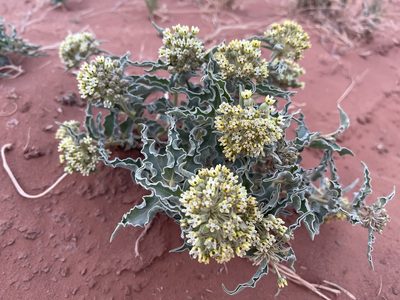 Asclepias involucrata, photographed by Robbie Hannawacker