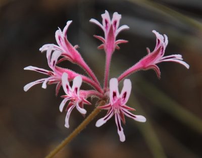 Pelargonium pilosellifolium, photographed by Tony Rebelo