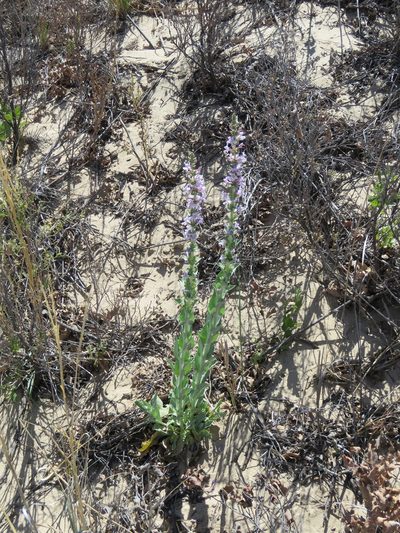 Penstemon buckleyi, photographed by henrya