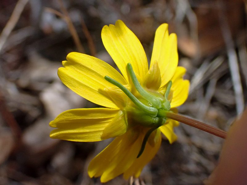 Coreopsis douglasii, photographed by Trevor Van Loon