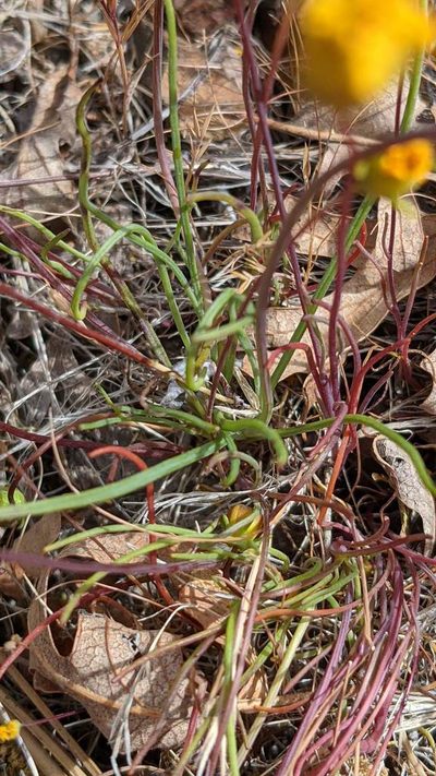 Coreopsis douglasii, photographed by Trevor Van Loon