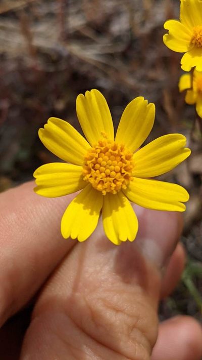 Coreopsis douglasii, photographed by Trevor Van Loon