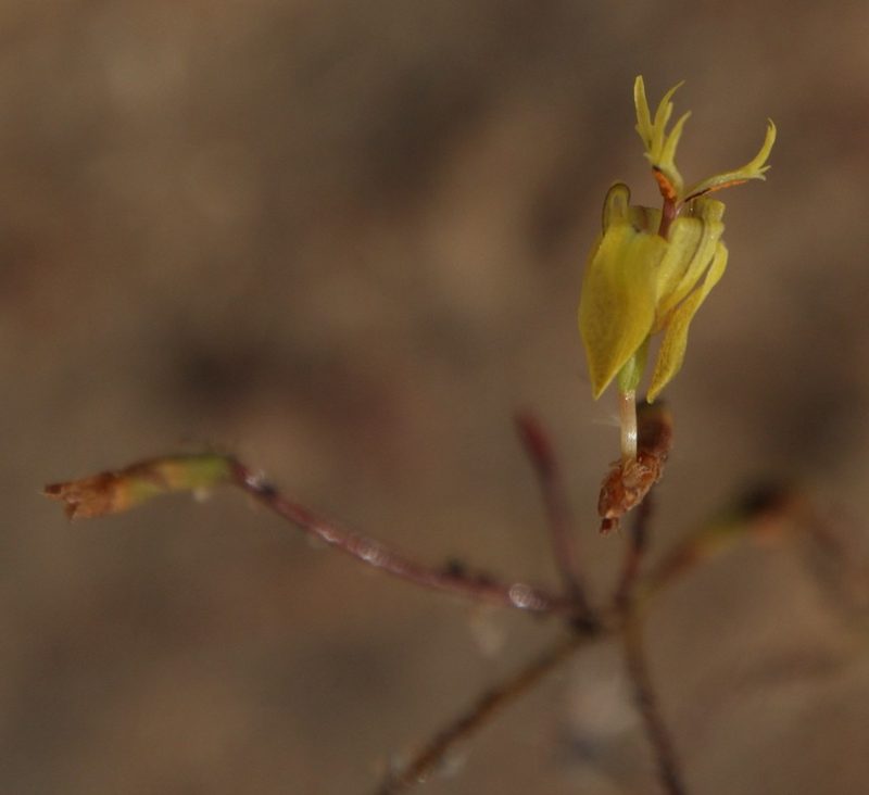 Moraea inconspicua, photographed by Tony Rebelo