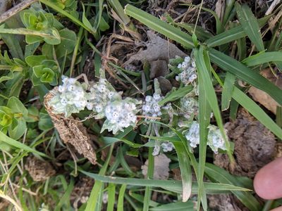 Diaperia verna, photographed by jeanetx