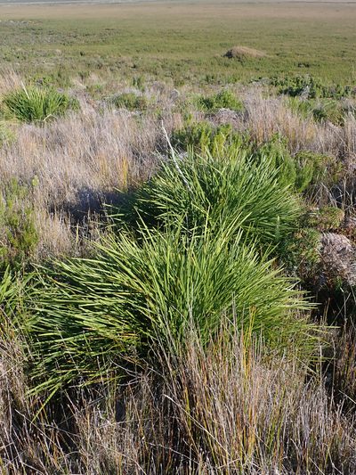 Aciphylla traversii, photographed by Peter de Lange