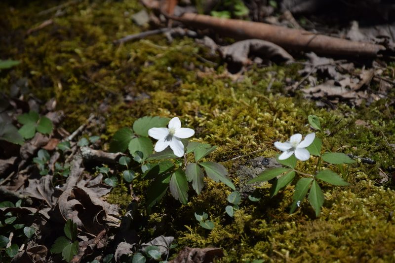 Anemonoides lancifolia, photographed by Robert Harris