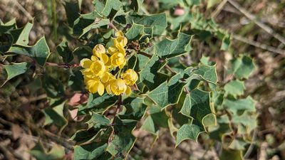 Berberis dictyota, photographed by Trevor Van Loon