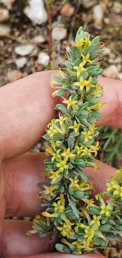 Thymelaea argentata, photographed by Mehdi Chetibi