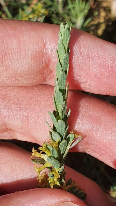 Thymelaea argentata, photographed by Mehdi Chetibi