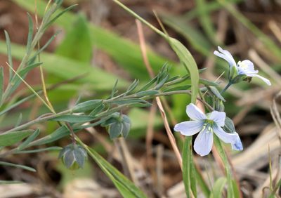 Linum pratense, photographed by Catherine C. Galley