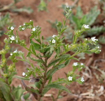 Lappula occidentalis, photographed by Catherine C. Galley