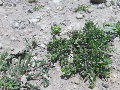 Lepidium strictum, photographed by GREGORY ANTHONY PAUCA TANCO