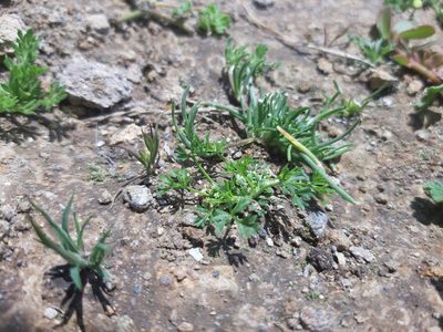 Chaerophyllum andicola, photographed by GREGORY ANTHONY PAUCA TANCO