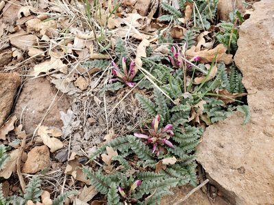 Pedicularis centranthera, photographed by Elizabeth LaGro