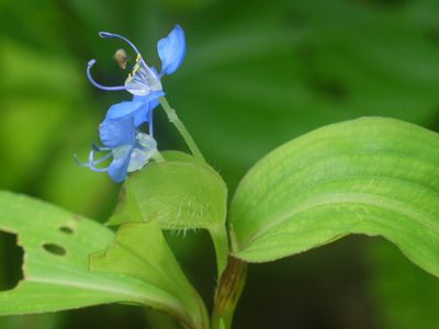 Commelina forskaolii, photographed by Dinesh Valke