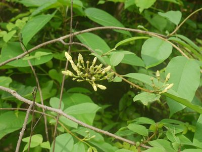 Wrightia arborea, photographed by Dinesh Valke