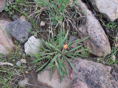 Oenothera nana, photographed by GREGORY ANTHONY PAUCA TANCO