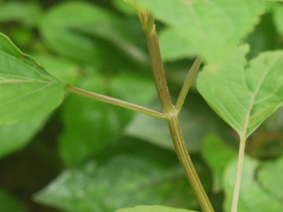 Orthosiphon thymiflorus, photographed by Dinesh Valke