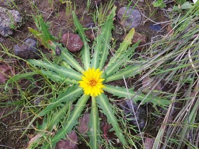 Hypochaeris meyeniana, photographed by GREGORY ANTHONY PAUCA TANCO