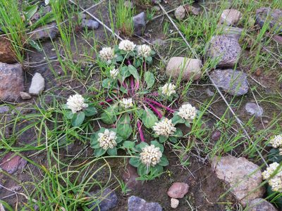 Gomphrena meyeniana, photographed by GREGORY ANTHONY PAUCA TANCO